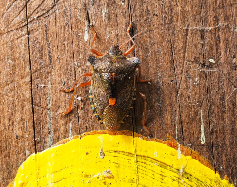 pentatoma-rufipes