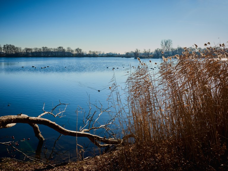 reif-in-biebesheim-087