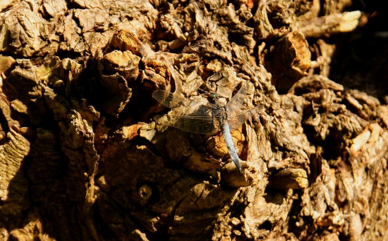 Pfungstädter-Moor-067