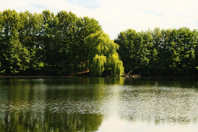 Pfungstädter-Moor-087