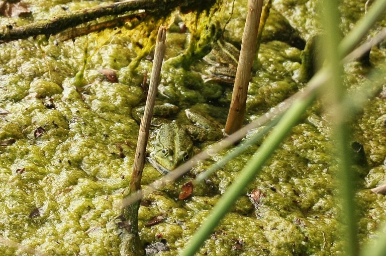 Pfungstädter-Moor-107