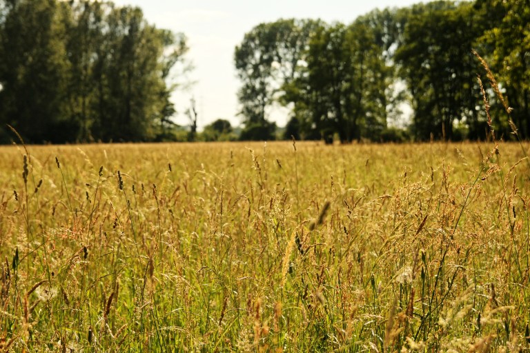 Pfungstädter-Moor-140