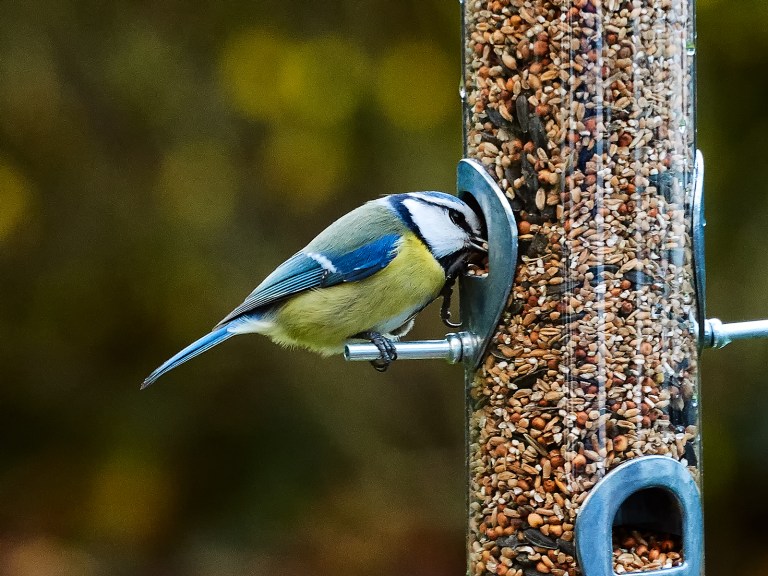 Meisenfrühstück-036245Jan-21-2018