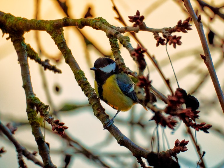 Meisenfrühstück-070279Jan-21-2018