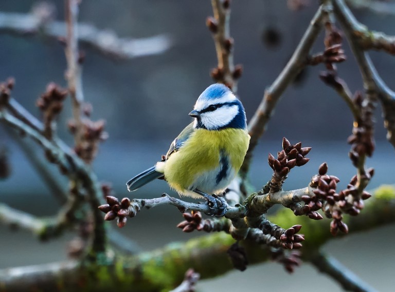 Meisenfrühstück-087296Jan-21-2018