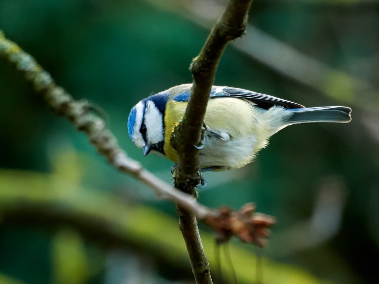 Meisenfrühstück-113322Jan-21-2018