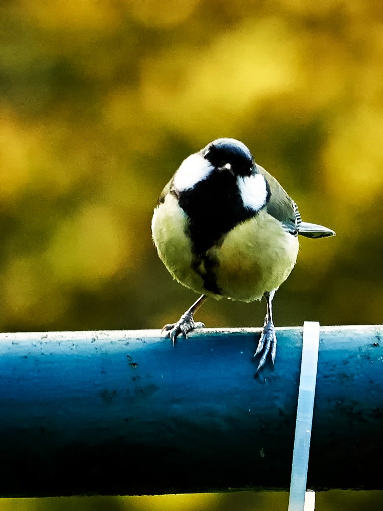 Meisenfrühstück-119328Jan-21-2018